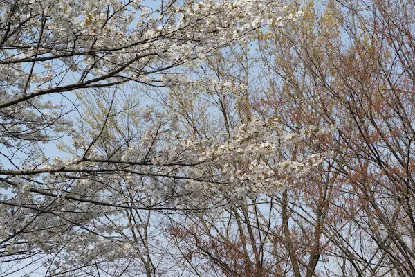 Pear blossom (1)